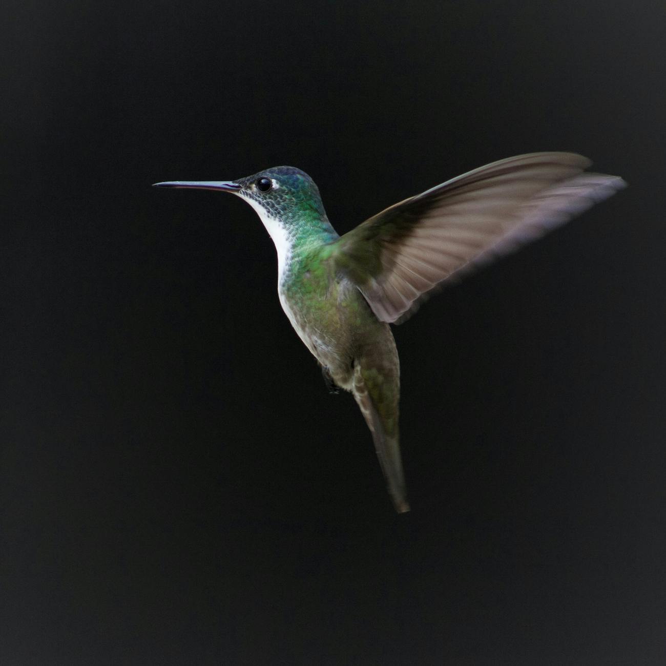 flying hummingbird