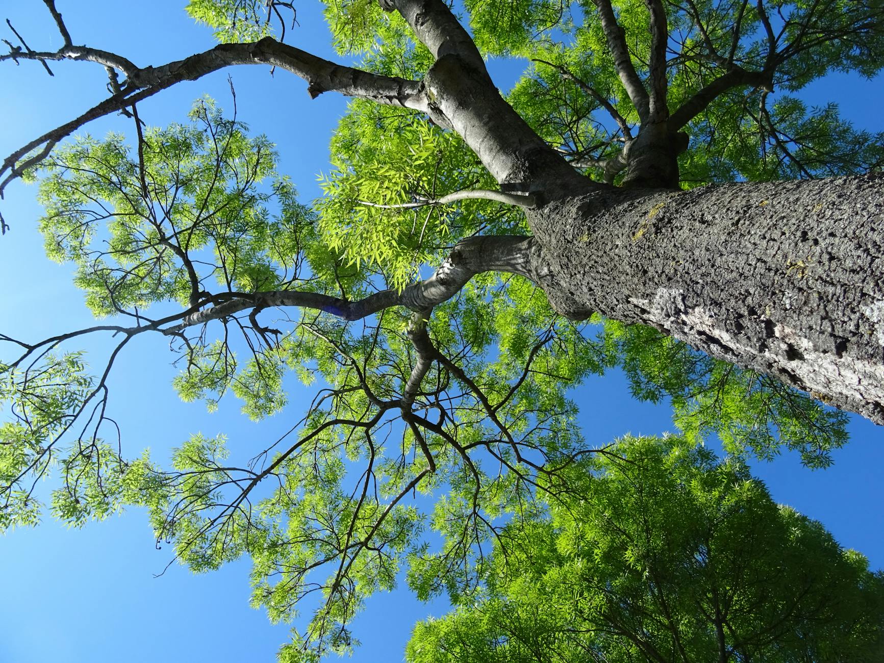 majestic tree from below against blue sky